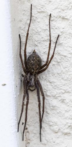 Eratigena sp.